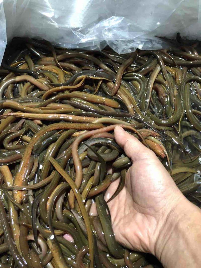 精品黄鳝鱼苗正大九号基地孵化提供技术指导专车送货。