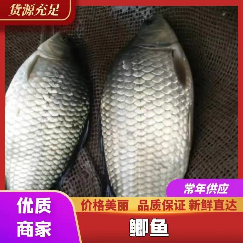 《热卖》放钓精品鲫鱼湘鲫中科麻鲫鱼鱼场直供包运输下塘