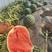 西瓜精品麒麟西瓜无籽西瓜包熟包甜量大从优全国发货