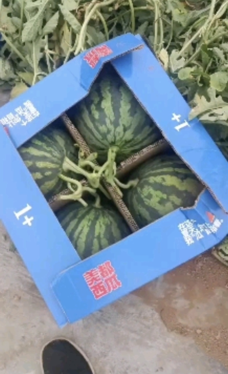 【严格筛选】精品美都西瓜包熟包甜量大从优全国发货