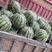 西瓜精品麒麟西瓜无籽西瓜包熟包甜量大从优全国发货