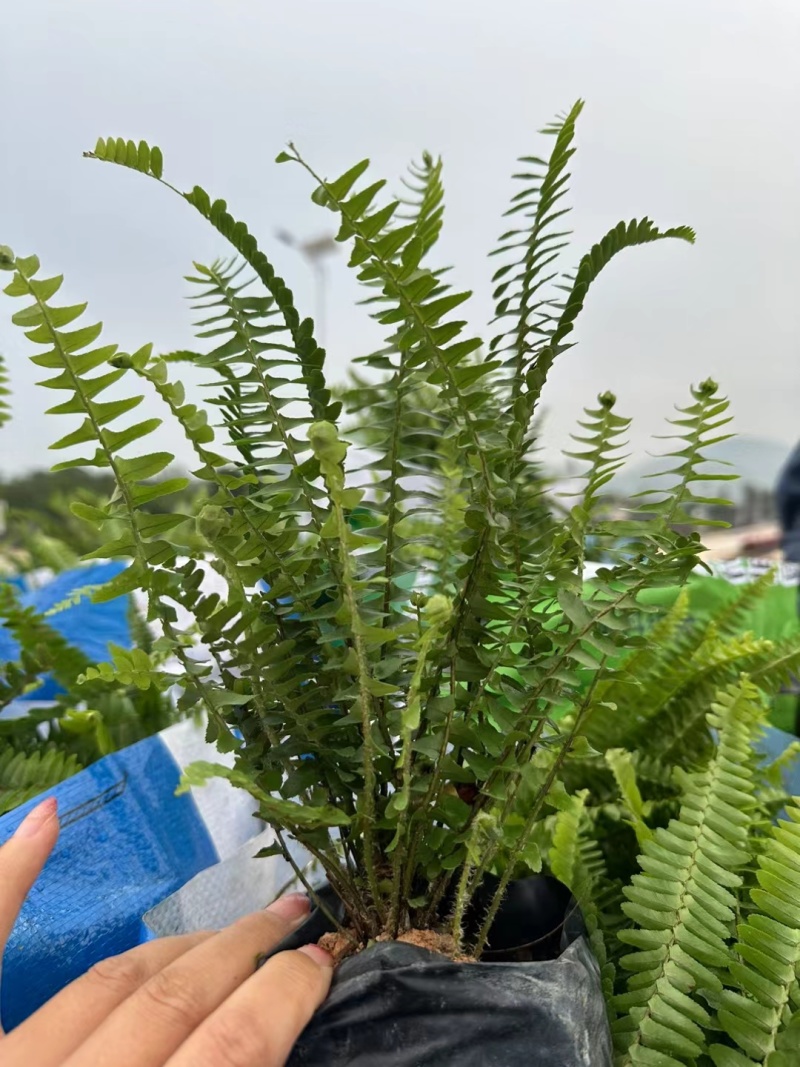 肾蕨，排骨草