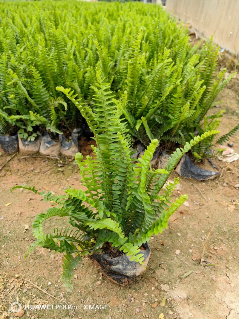 肾蕨，排骨草