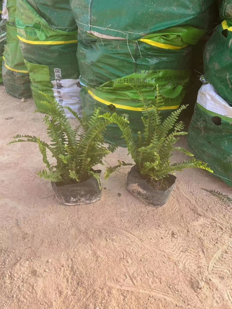 肾蕨，排骨草