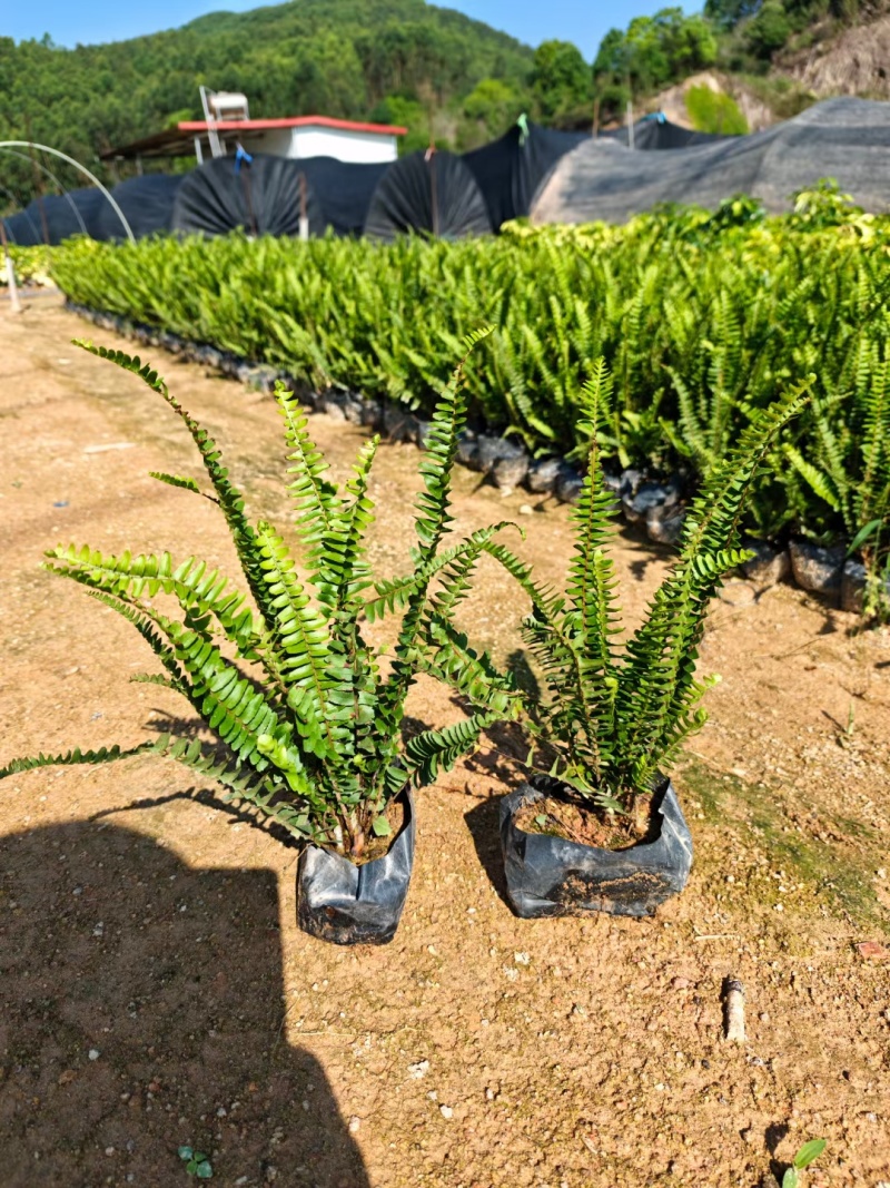 肾蕨，排骨草