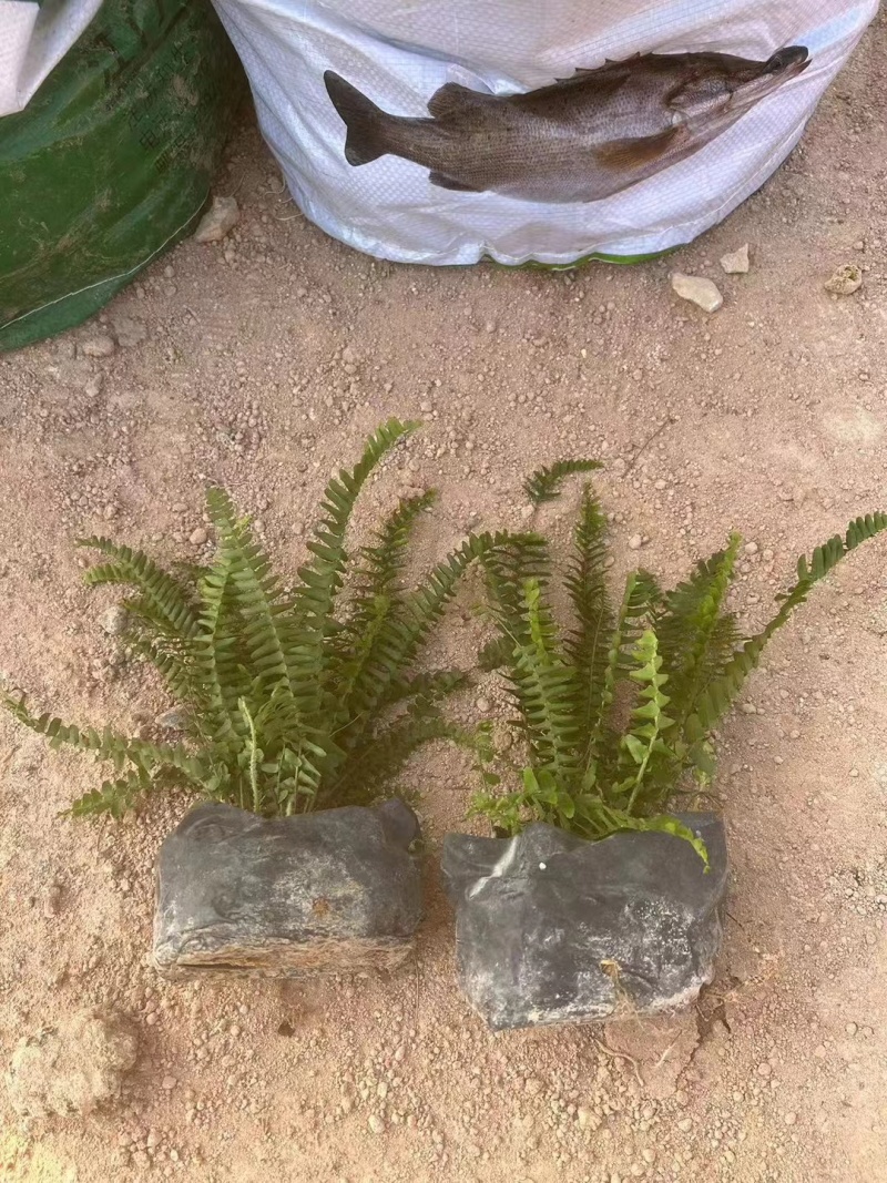 肾蕨，排骨草