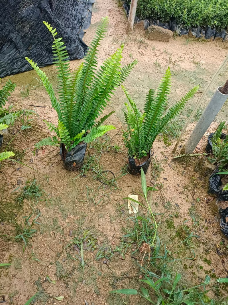 肾蕨，排骨草