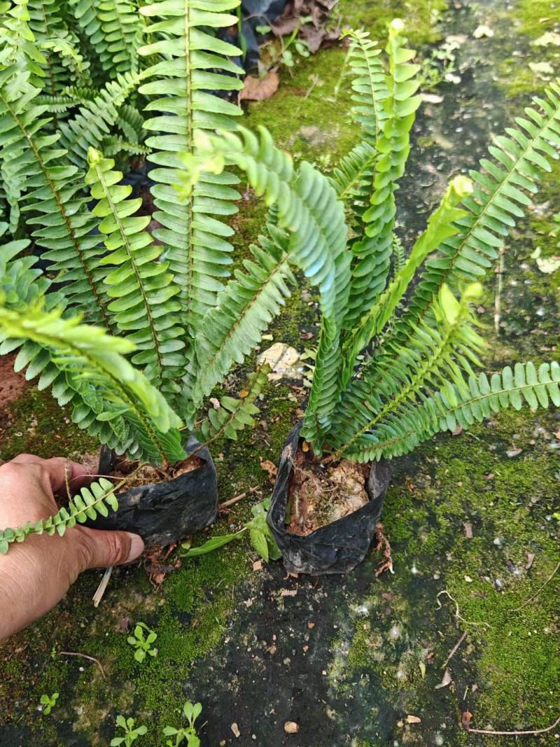 肾蕨，排骨草