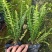 肾蕨，排骨草