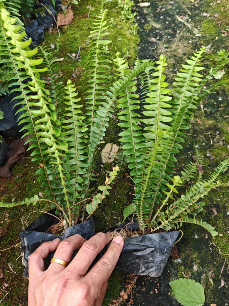 肾蕨，排骨草