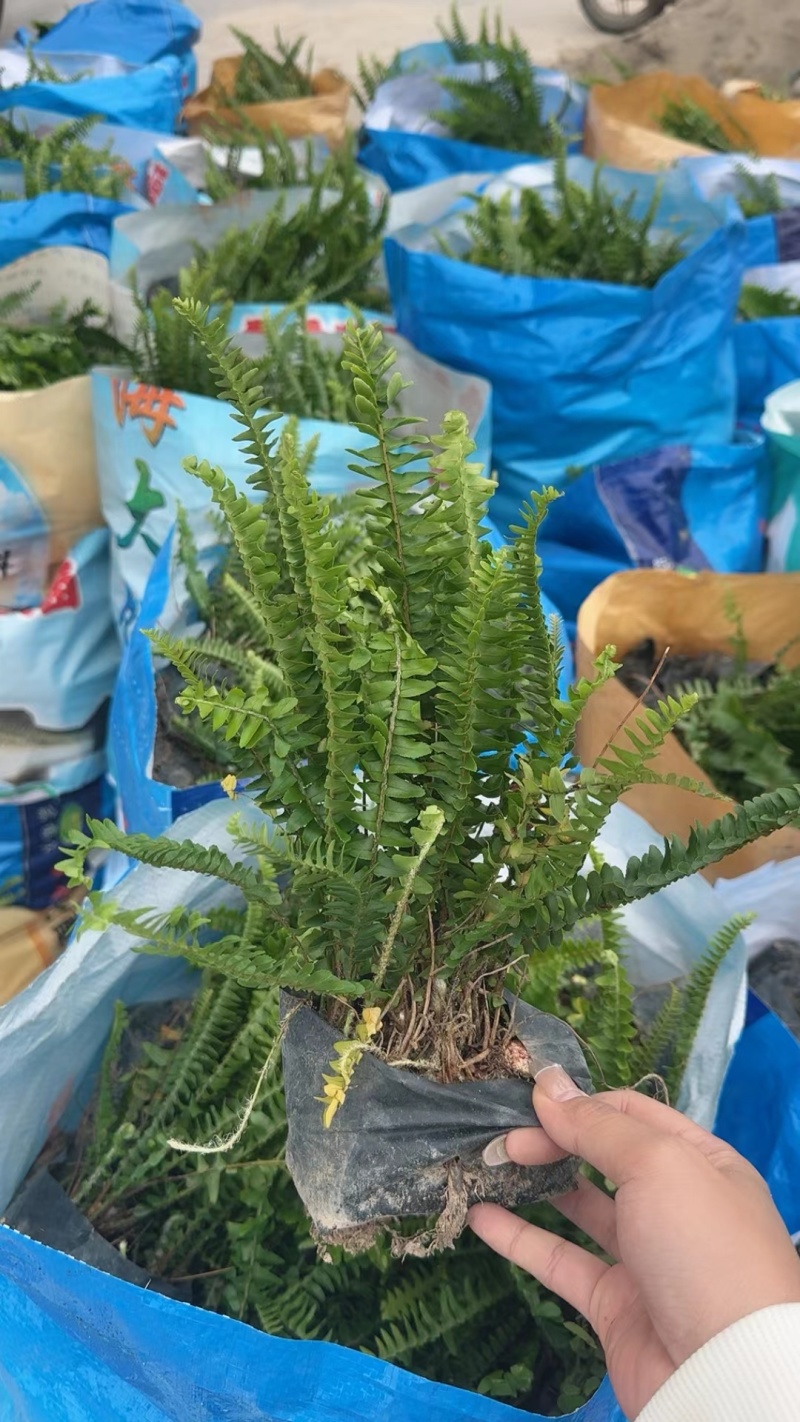 肾蕨，排骨草