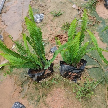 肾蕨，排骨草