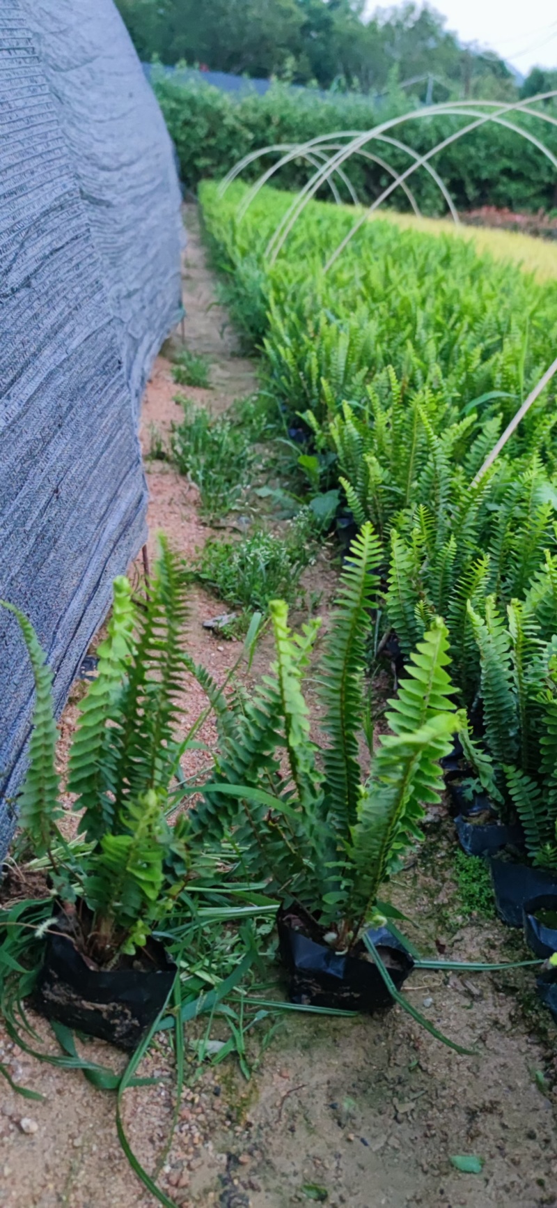 肾蕨，排骨草