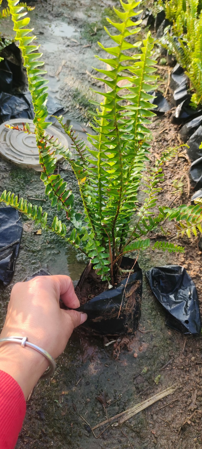 肾蕨，排骨草
