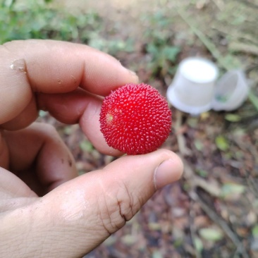 早熟杨梅市食杨梅冰冻杨梅