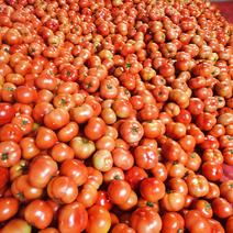 四川西红柿大红西红柿大果型菜番茄规格齐全现货全国发货