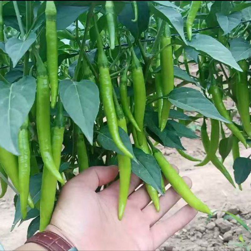 【精品杭椒】产地一手货源，常年有货，价格美丽，大量供应中