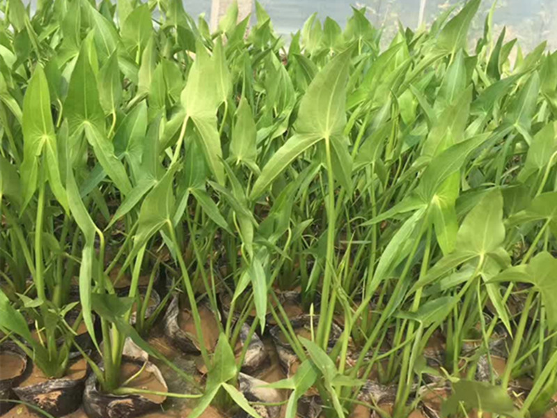 茨菇苗，专业生产基地，有着十多年实践种植技术