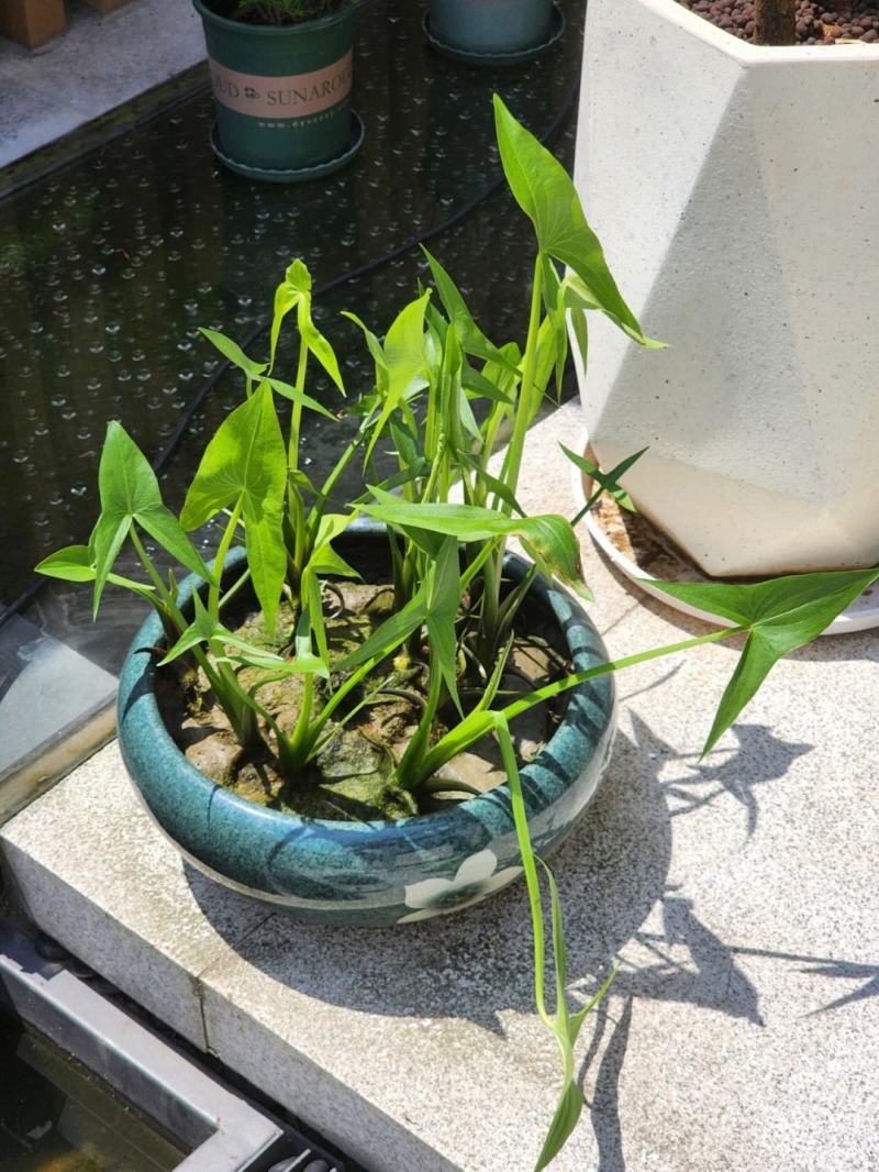 茨菇苗，专业生产基地，有着十多年实践种植技术