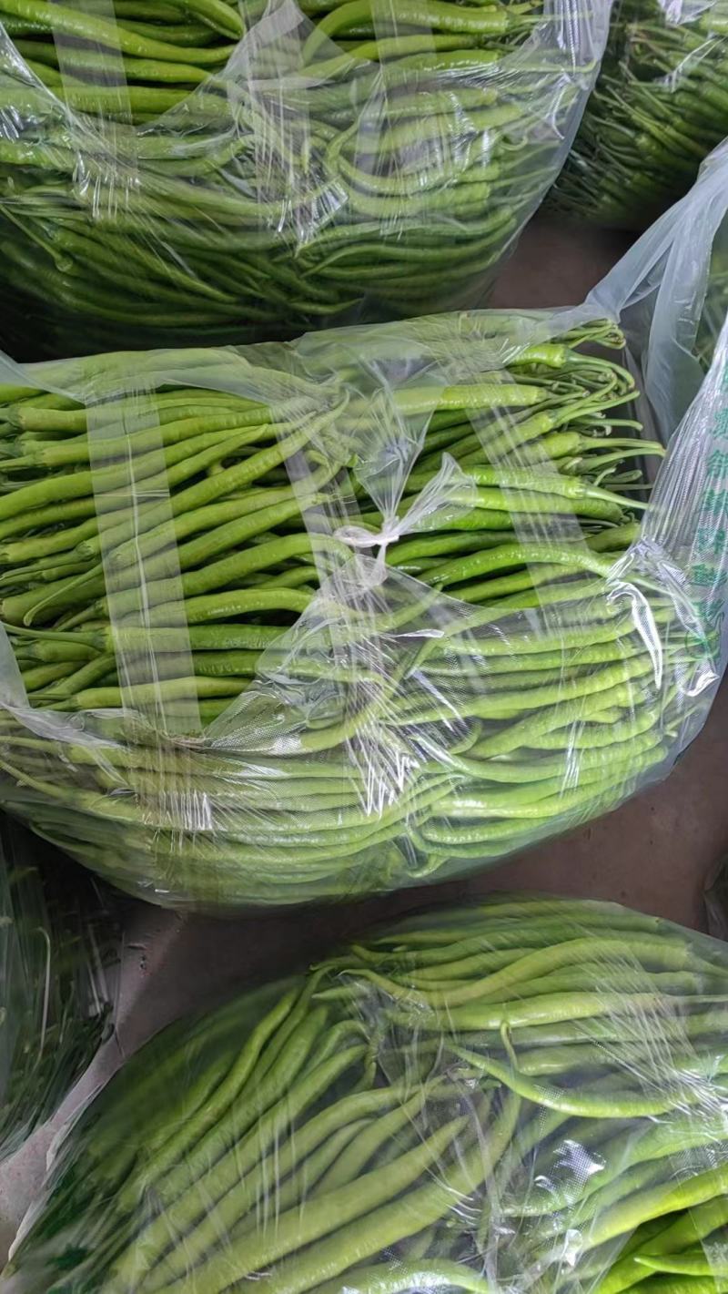 有货降价了苏椒精品二薄皮大青椒条椒质量杠杠滴