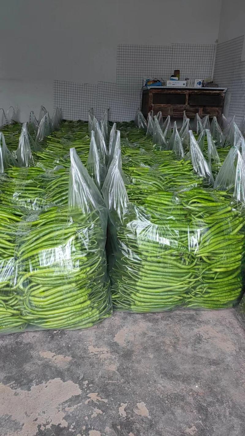 有货降价了苏椒精品二薄皮大青椒条椒质量杠杠滴