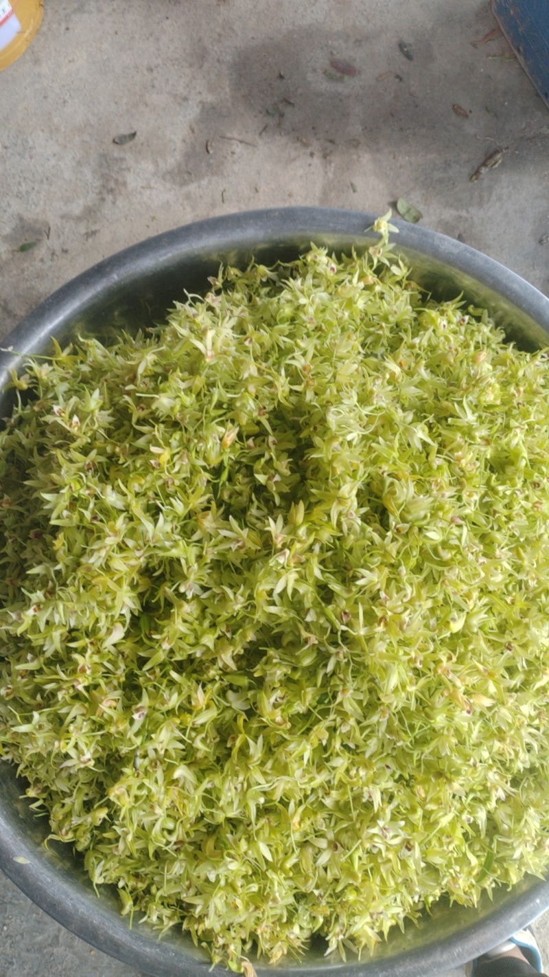 铁皮石斛鲜花爆炒煎鸡蛋泡茶药食同源