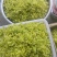 铁皮石斛鲜花爆炒煎鸡蛋泡茶药食同源
