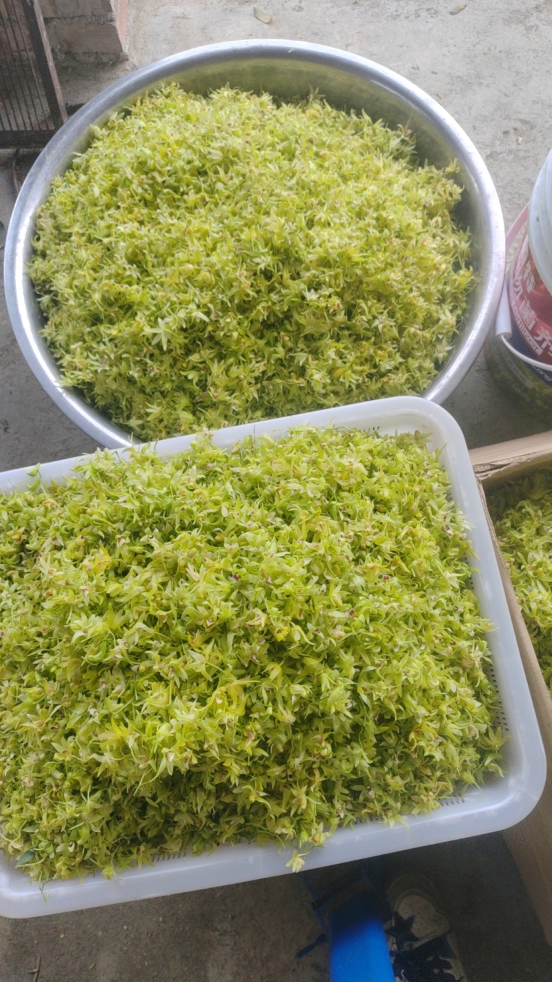 铁皮石斛鲜花爆炒煎鸡蛋泡茶药食同源