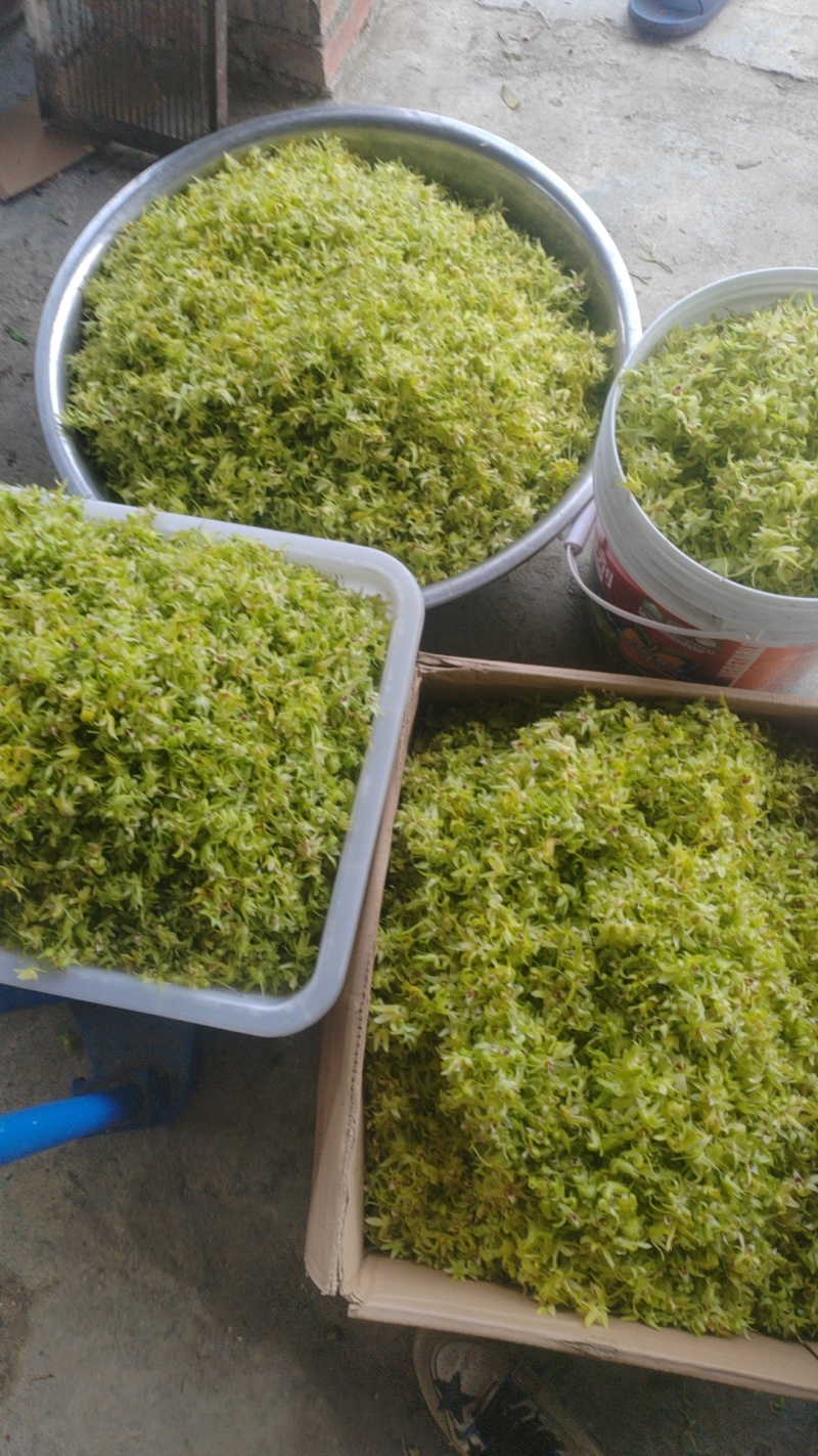铁皮石斛鲜花爆炒煎鸡蛋泡茶药食同源