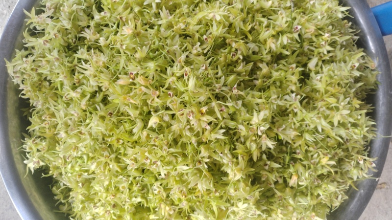 铁皮石斛鲜花爆炒煎鸡蛋泡茶药食同源