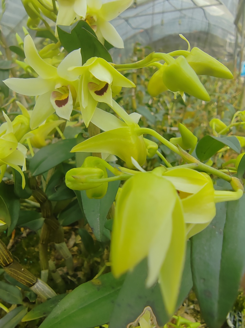 铁皮石斛鲜花爆炒煎鸡蛋泡茶药食同源