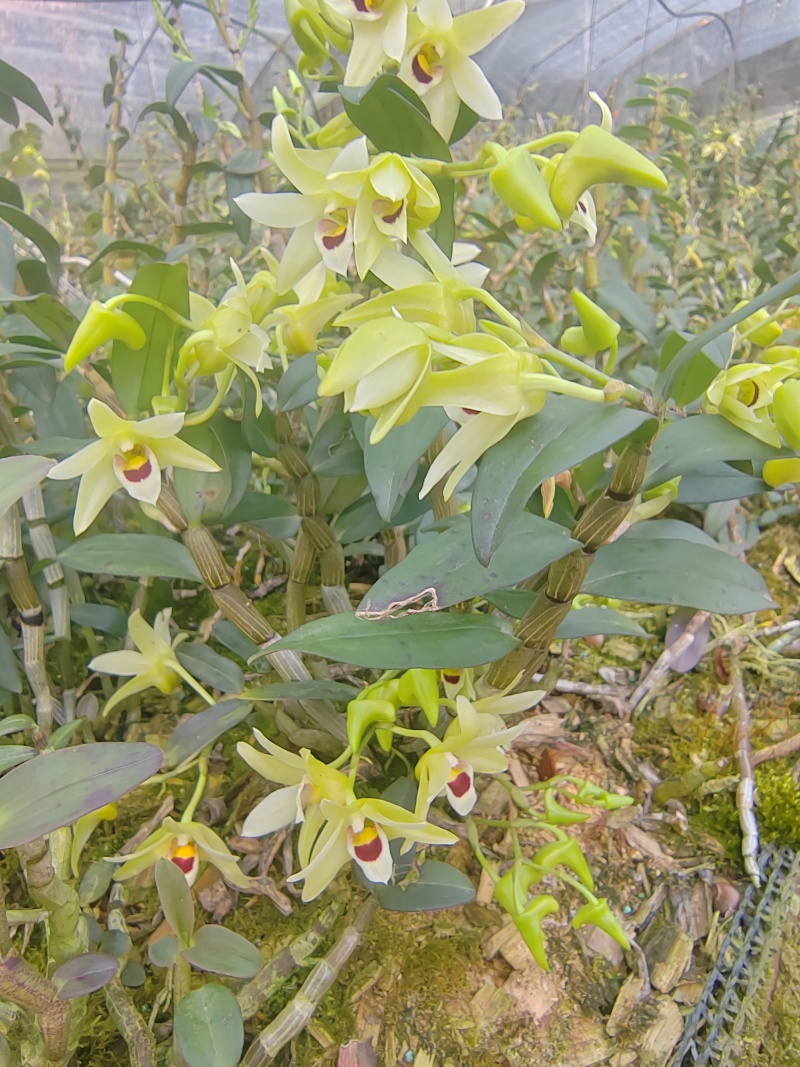 铁皮石斛鲜花爆炒煎鸡蛋泡茶药食同源
