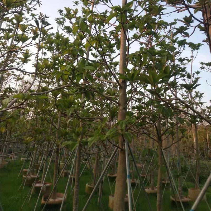 绿化苗木杜英5-8-10公分