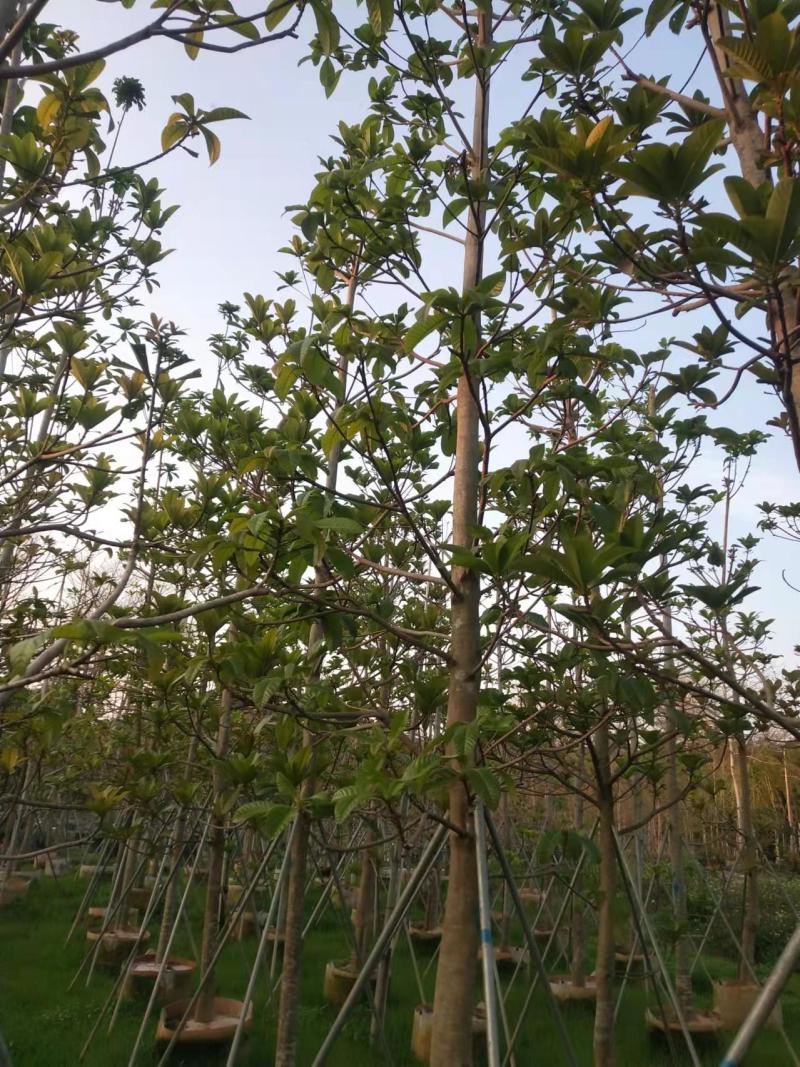 绿化苗木杜英5-8-10公分