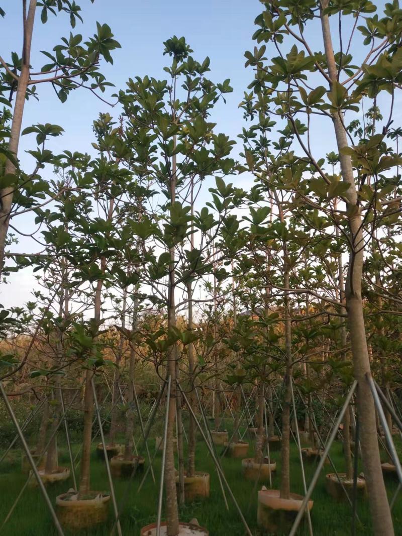 绿化苗木杜英5-8-10公分