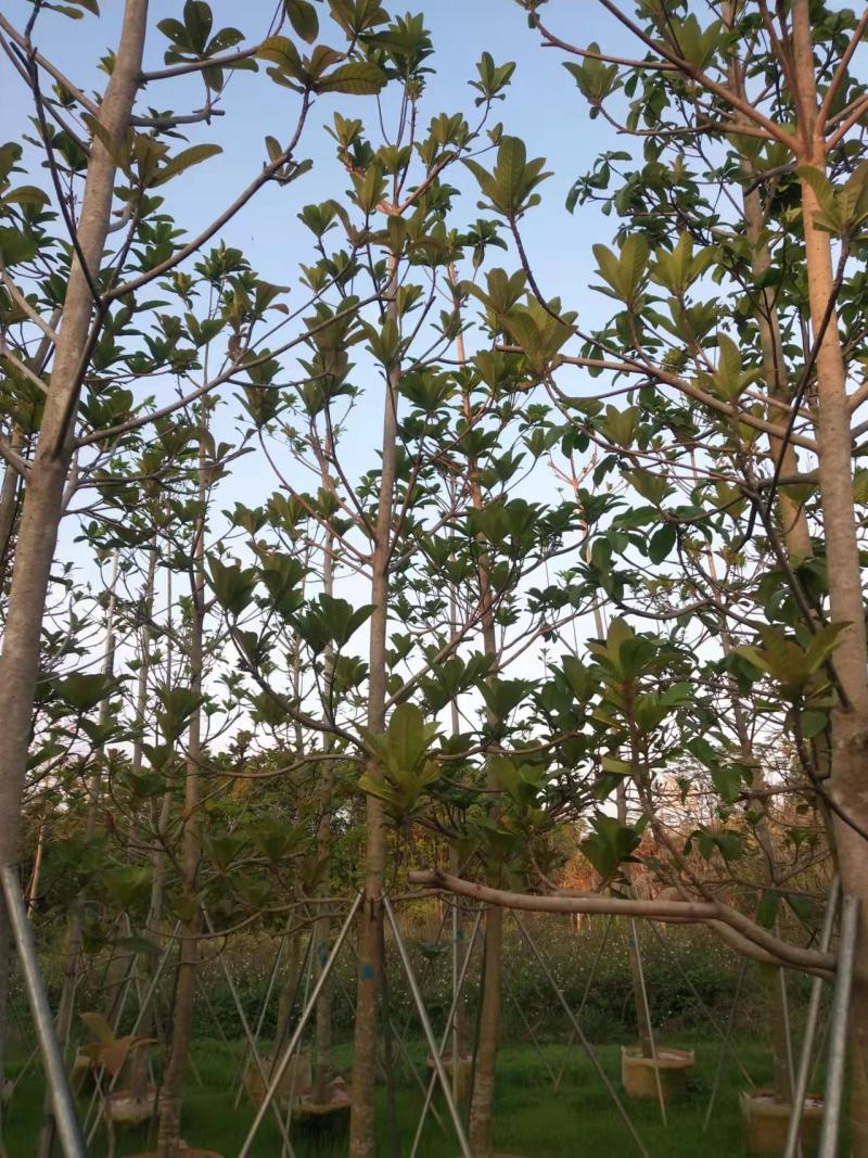绿化苗木杜英5-8-10公分