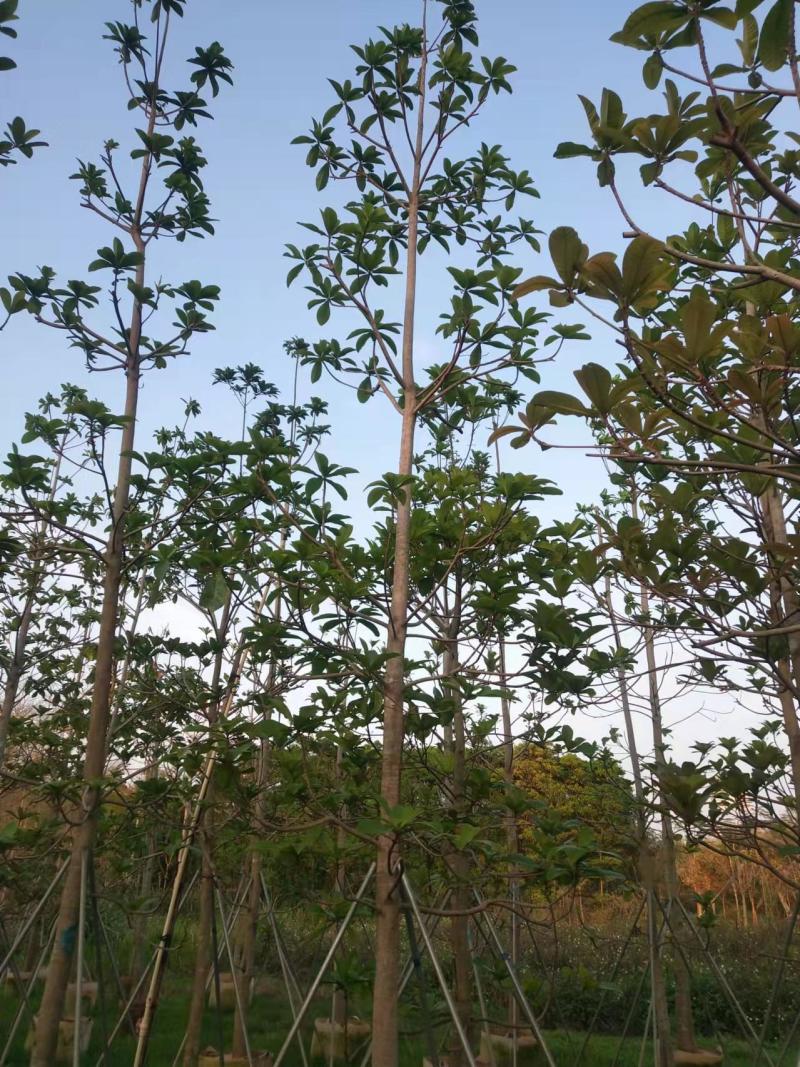 绿化苗木杜英5-8-10公分