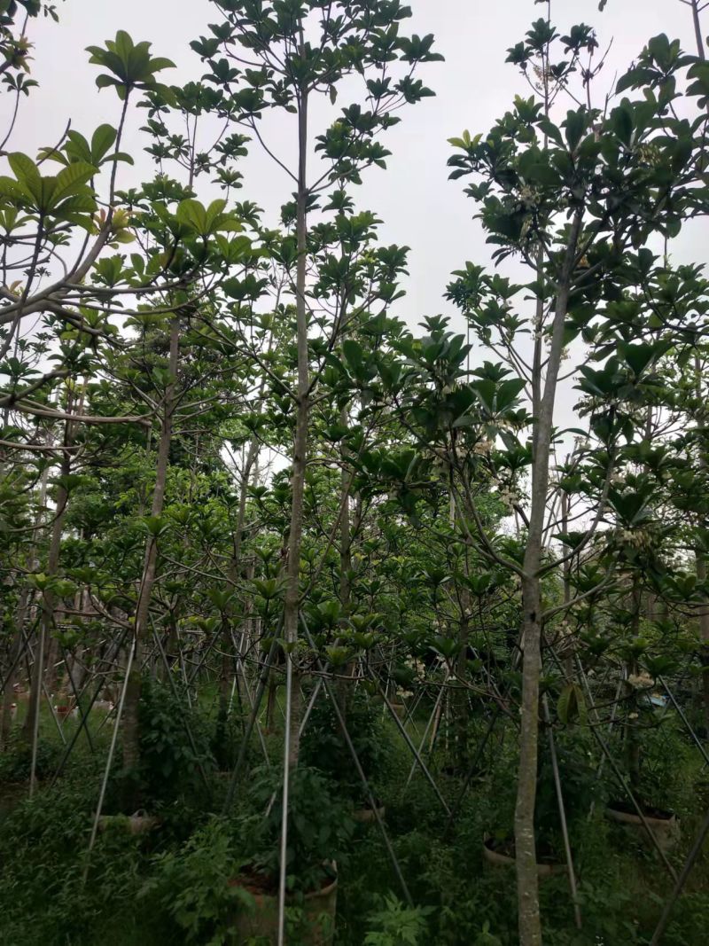 绿化苗木杜英5-8-10公分