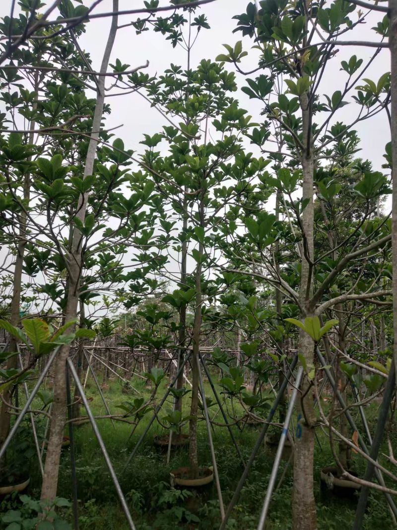 绿化苗木杜英5-8-10公分