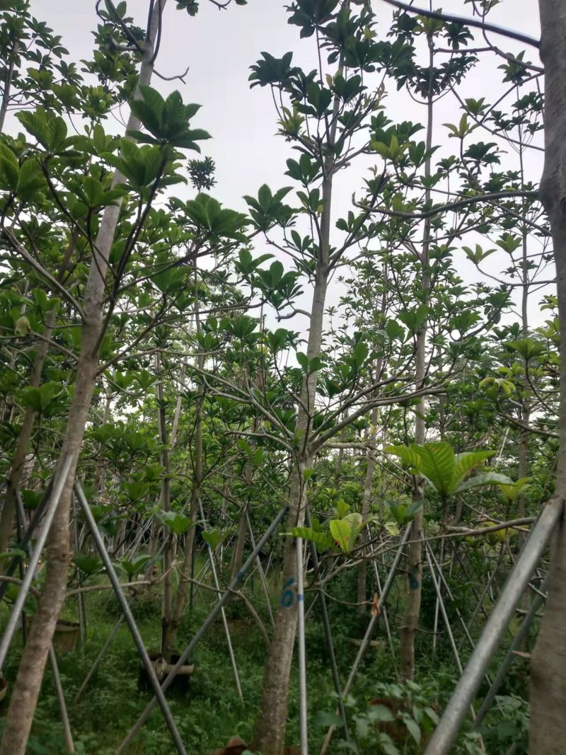 绿化苗木杜英5-8-10公分