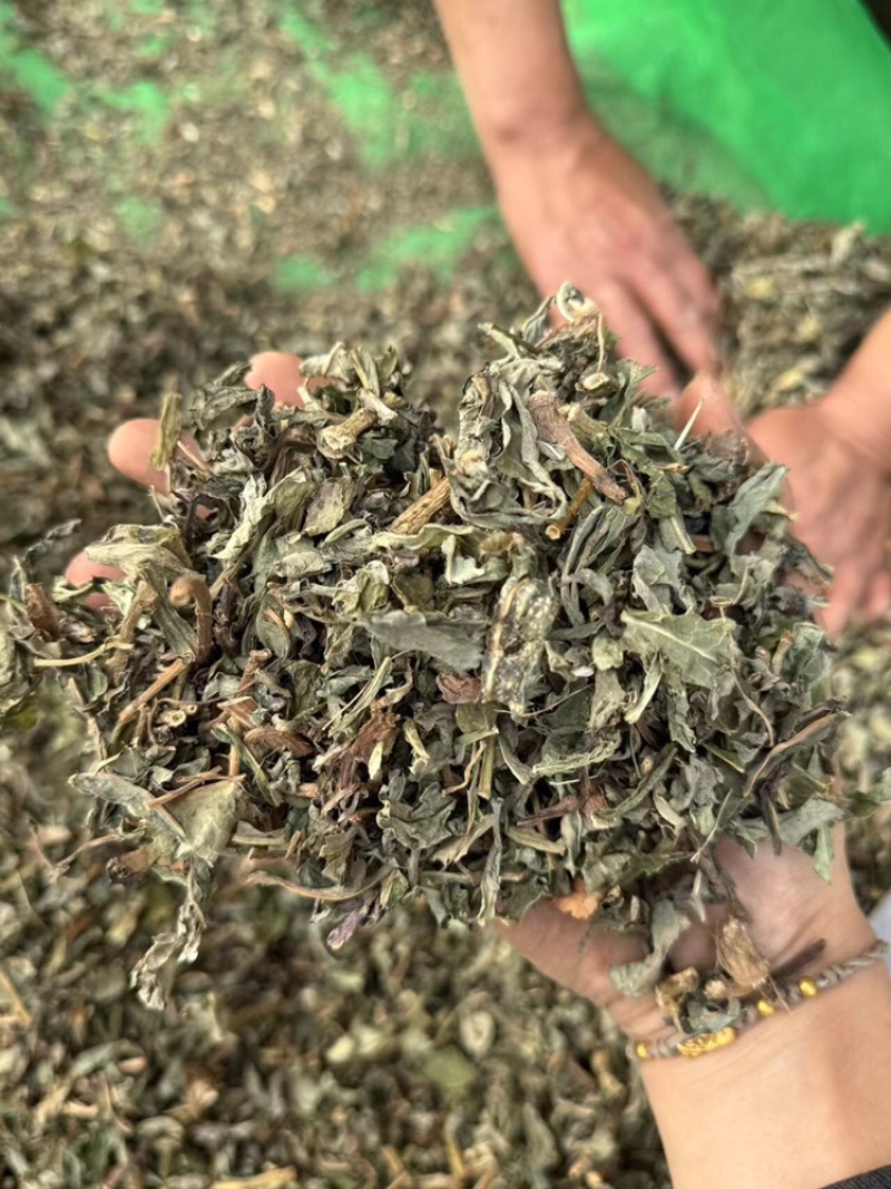 败酱草超干净实拍过筛货北败酱睿佑堂败酱