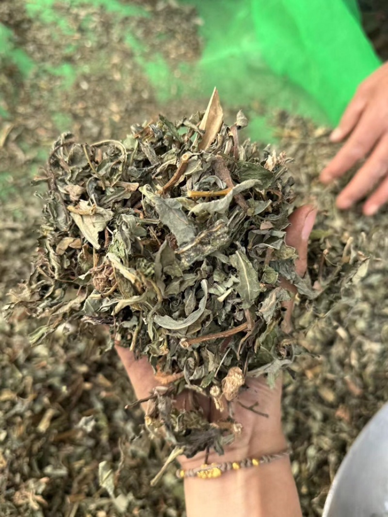 败酱草超干净实拍过筛货北败酱睿佑堂败酱
