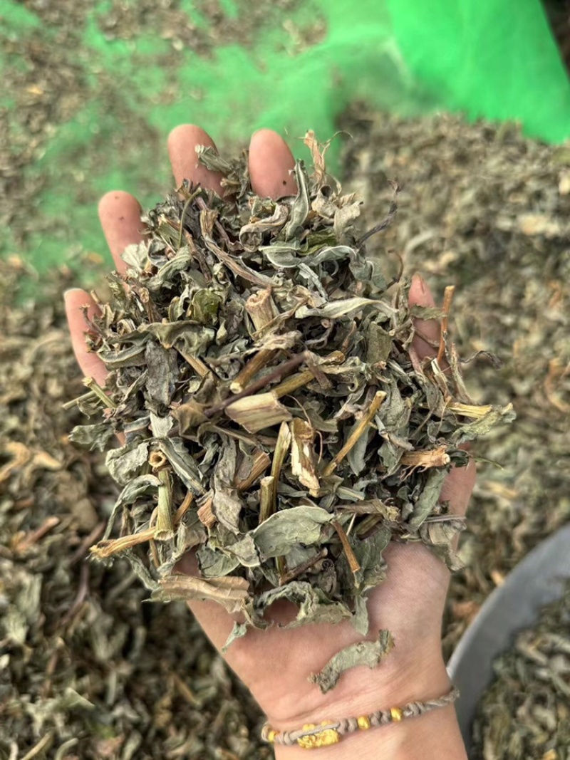 败酱草超干净实拍过筛货北败酱睿佑堂败酱