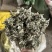 艾叶艾草整个艾叶切片艾叶大艾叶实物拍摄泡脚艾叶
