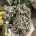 艾叶艾草整个艾叶切片艾叶大艾叶实物拍摄泡脚艾叶