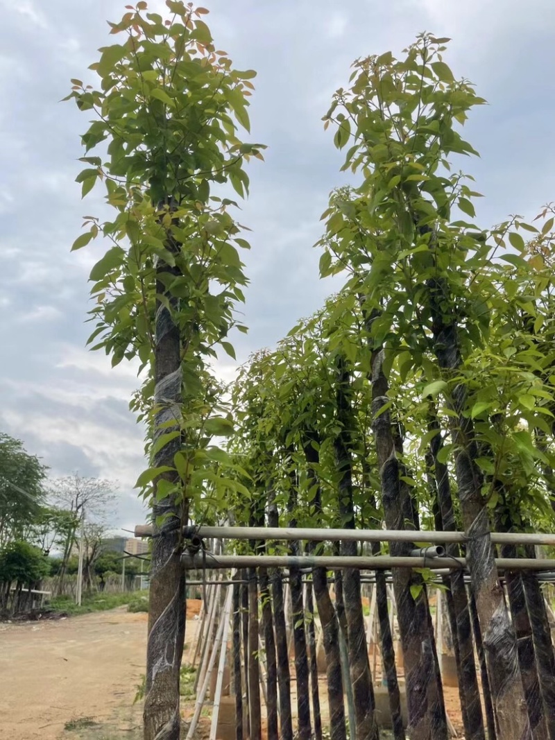 光杆香樟基地直销规格齐全欢迎老板来电咨询合作