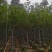 紫玉兰（玉堂春）基地直销规格齐全欢迎老板来电咨询合作