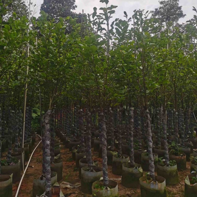 紫玉兰（玉堂春）基地直销规格齐全欢迎老板来电咨询合作