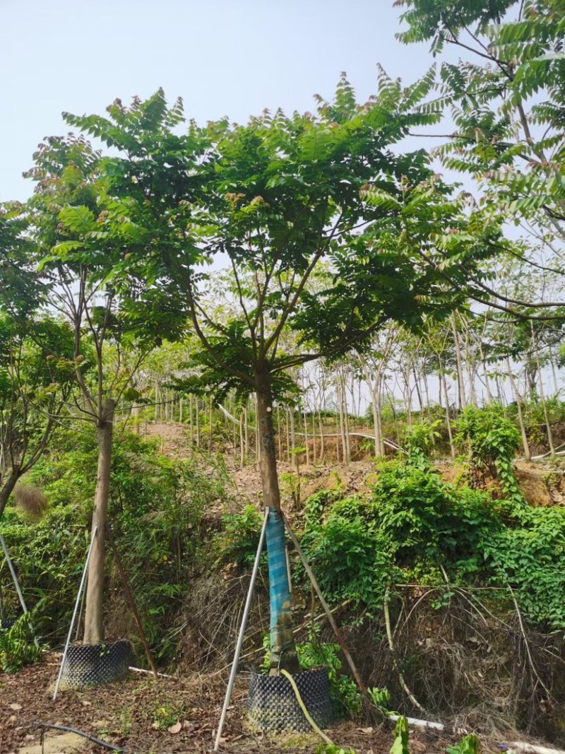 麻楝基地直销规格齐全欢迎老板来电咨询合作