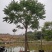 麻楝基地直销规格齐全欢迎老板来电咨询合作